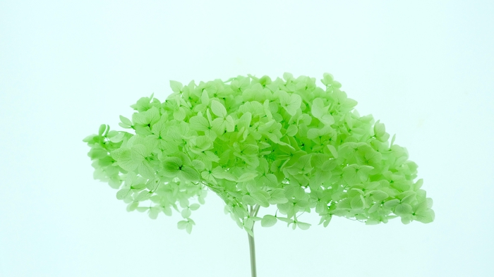 <h4>Dried Bleached Hydrangea Anna Jade Green</h4>