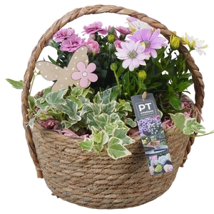 Arr.   Perkplanten H%