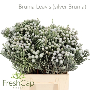 Brunia Leavis (silver Brunia)