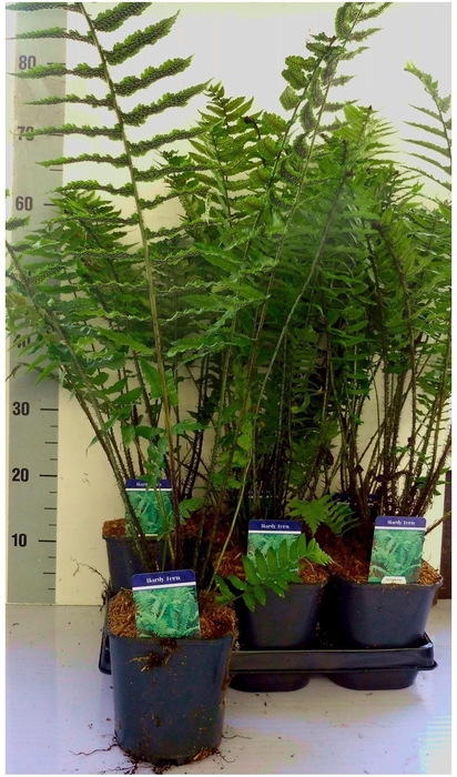 <h4>DRYO FILIX-MAS</h4>