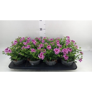 Pelargonium gran.   ..