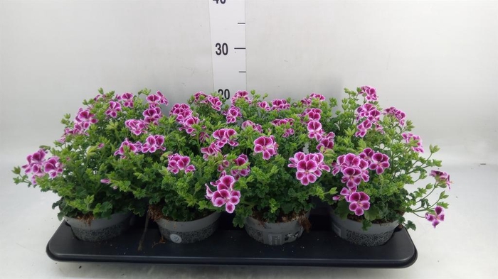 <h4>Pelargonium gran.   ..</h4>