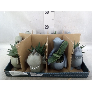 Arr.   Kamerplant Groen L%