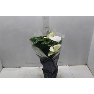 ANTHURIUM ALASKA P17 PREMIUM
