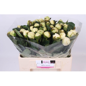 Paeonia Bridal Shower | Heavy Quality