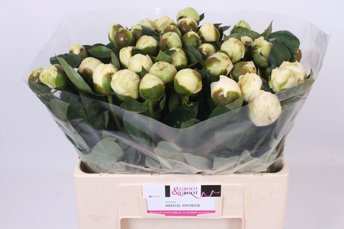 <h4>Paeonia Bridal Shower | Heavy Quality</h4>