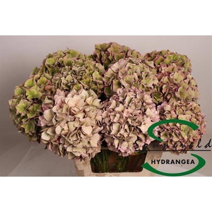 HYDR M CH RODEO CL