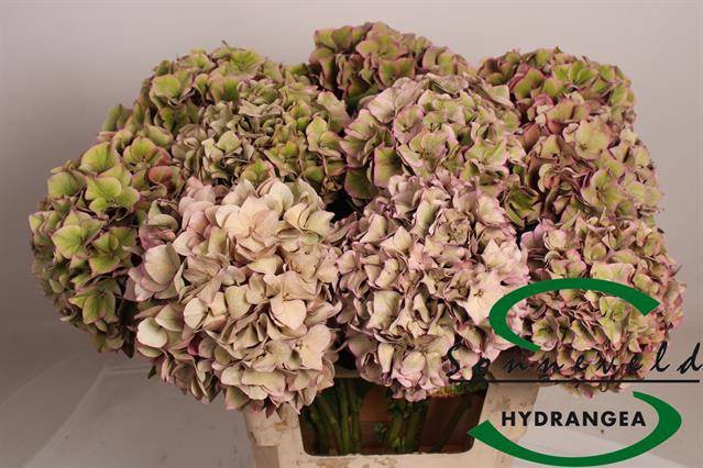 <h4>HYDR M CH RODEO CL</h4>
