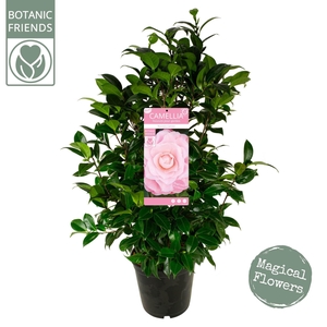 Camellia japonica