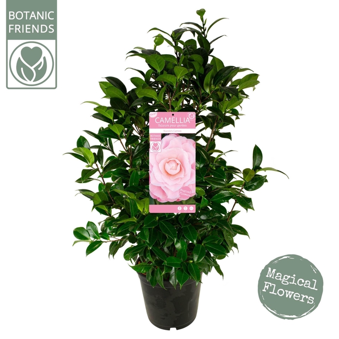 <h4>Camellia japonica</h4>