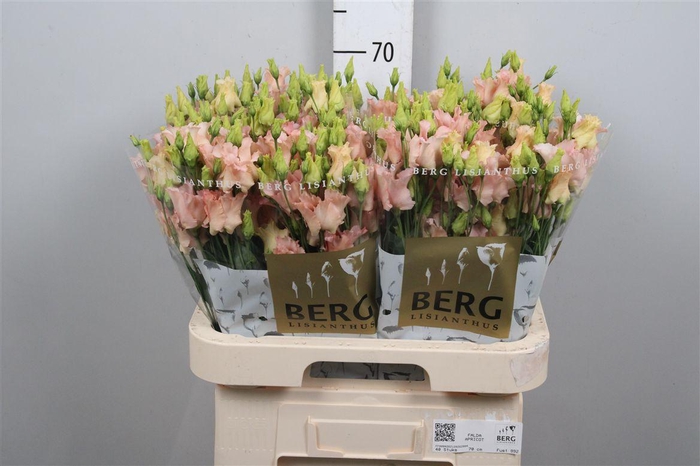 <h4>Eus E Falda Apricot</h4>