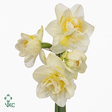 NARC D WHITE LION BS