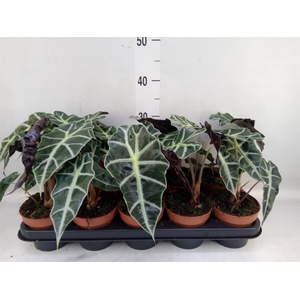 Alocasia amazonica 'Polly'