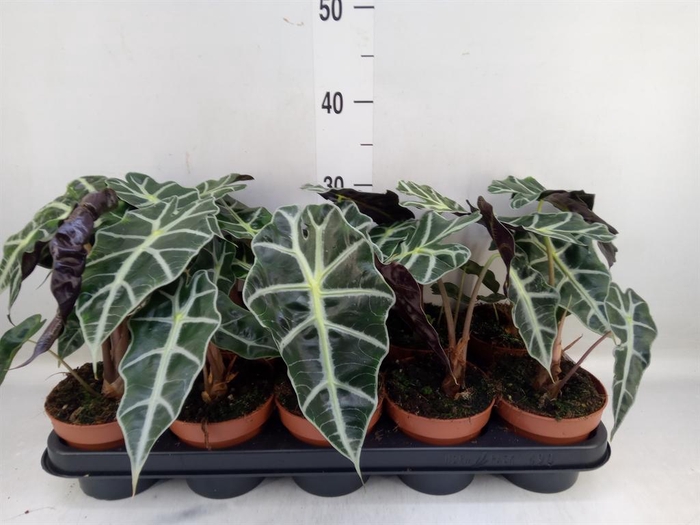 <h4>Alocasia amazonica 'Polly'</h4>
