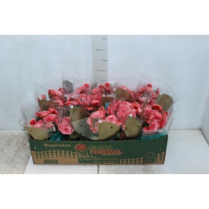 BEGONIA BORIAS P11