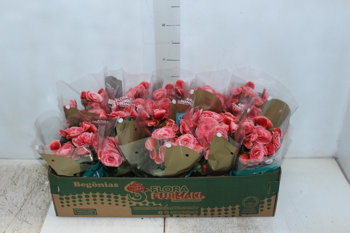<h4>BEGONIA BORIAS P11</h4>