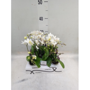 Phalaenopsis   ...mini