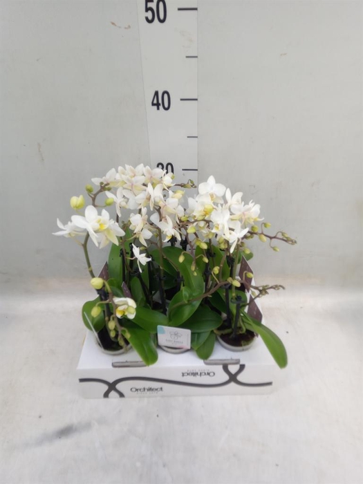 <h4>Phalaenopsis ...mini</h4>