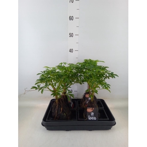 Arr.   Kamerplant Groen H%