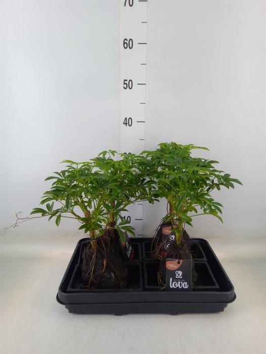 <h4>Arr.   Kamerplant Groen H%</h4>