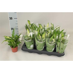 Spath Pearl Cupido 2+ Hoesje