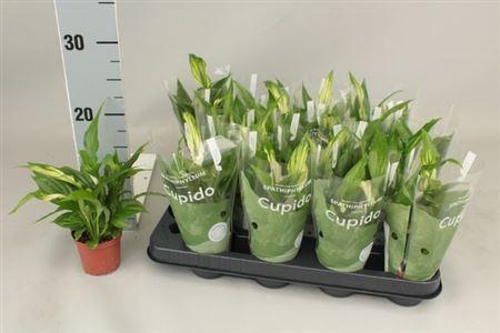 <h4>Spath Pearl Cupido 2+ Hoesje</h4>