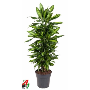 Dracaena fragrans Cintho
