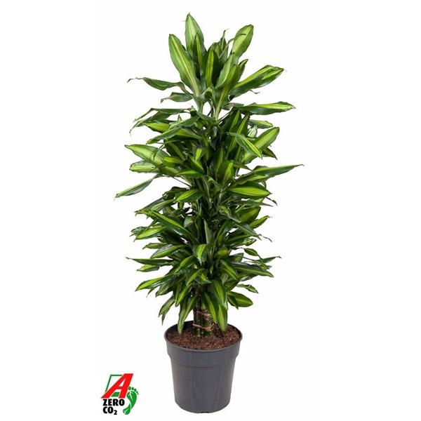 <h4>Dracaena fragrans Cintho</h4>