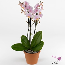 Kolibri Orchids Phalaenopsis Mineral Andorra 2 spike