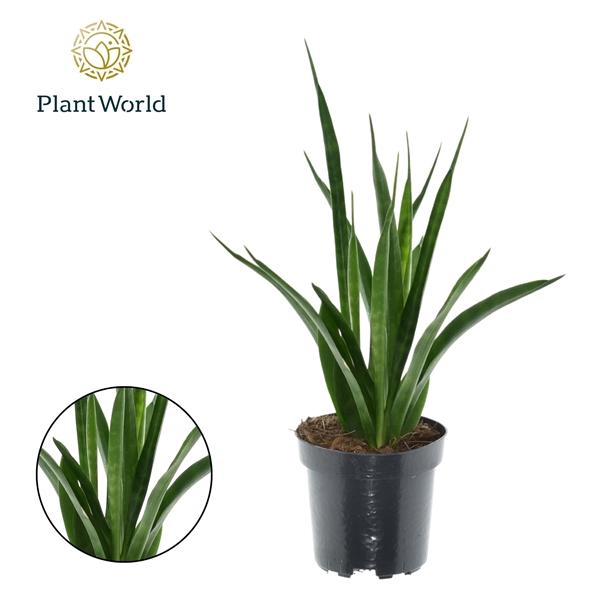 <h4>Sansevieria kirkii Friends</h4>
