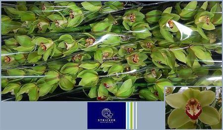 <h4>Cymb T Mrs Maxima</h4>