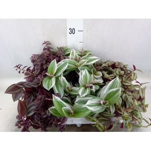 Tradescantia   ...mix