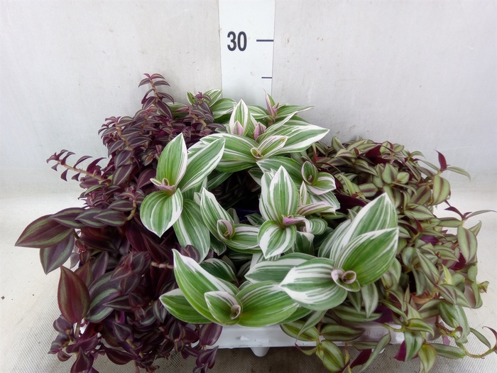 <h4>Tradescantia   ...mix</h4>