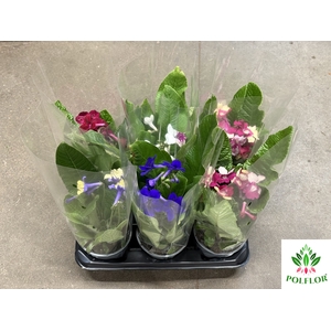 Streptocarpus (Skrętnik) Mix 13Ø 35cm