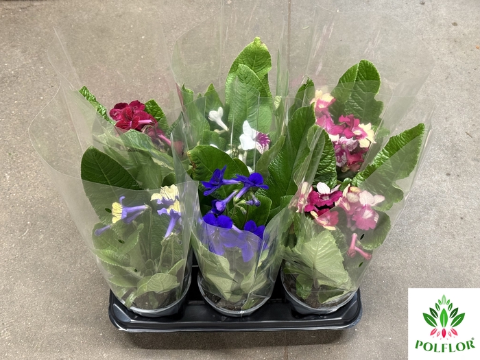 Streptocarpus (Skrętnik) Mix 13Ø 35cm