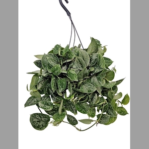 SCIND PICT SILVE ANN