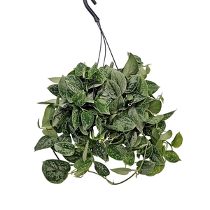 Scindapsus Silvery Ann Hangpot