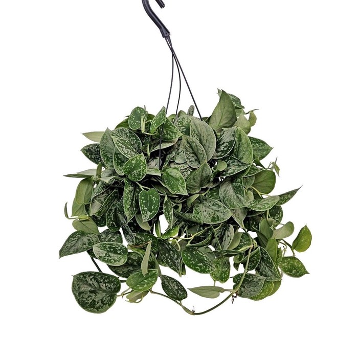 <h4>SCIND PICT SILVE ANN</h4>