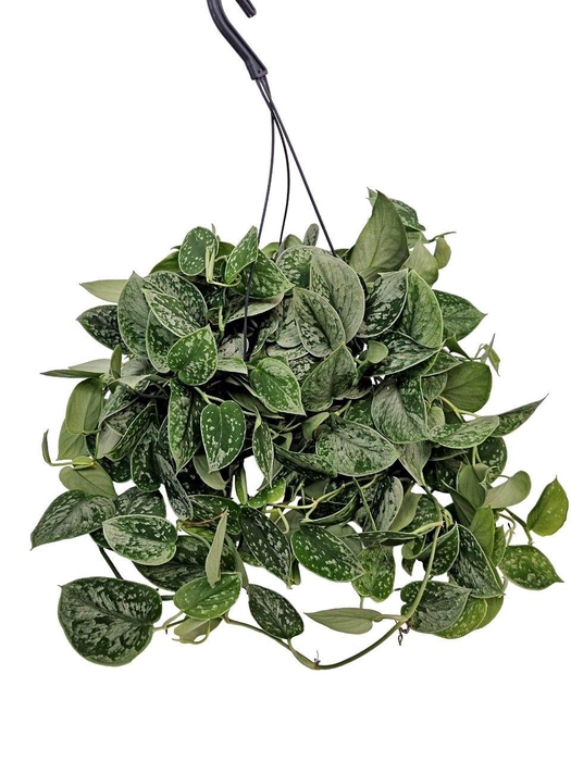 <h4>Scindapsus Silvery Ann Hangpot</h4>
