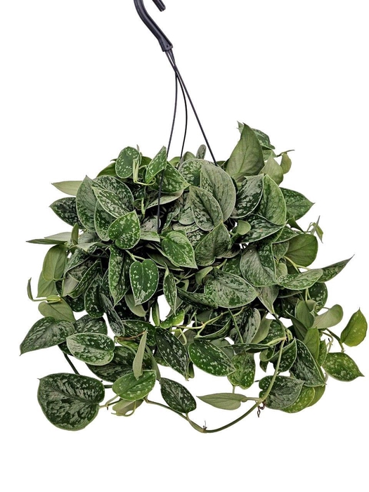 <h4>Scindapsus Silvery Ann Hangpot</h4>
