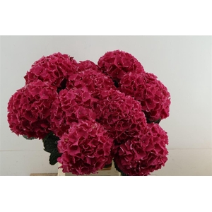 Hydr M Lava Red 65-18