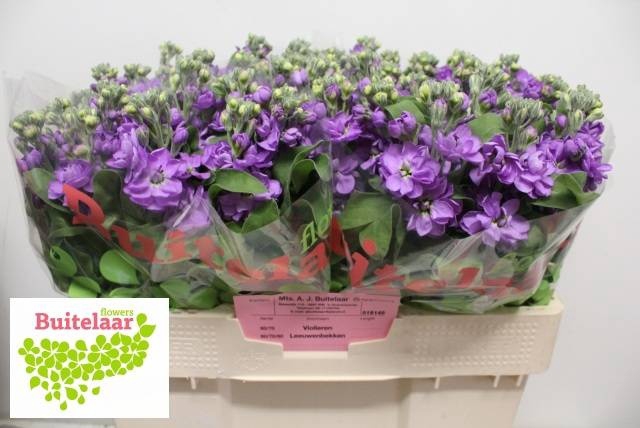 <h4>MATTH ANYT LAVENDER</h4>