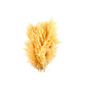 Cortaderia Yellow Super