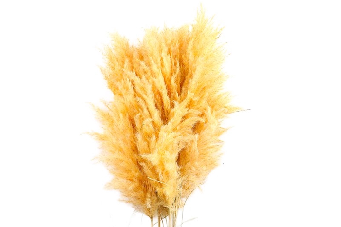 <h4>Cortaderia Yellow Super</h4>