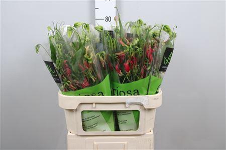 <h4>Gloriosa S Fift Shad</h4>