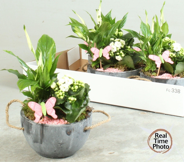 <h4>ARR KAMERPL</h4>