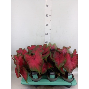 Caladium   ...