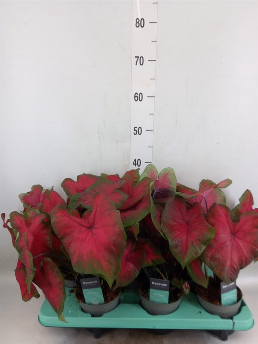 <h4>Caladium   ...</h4>