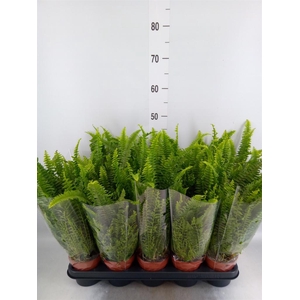 Nephrolepis exal. 'Green Lady'