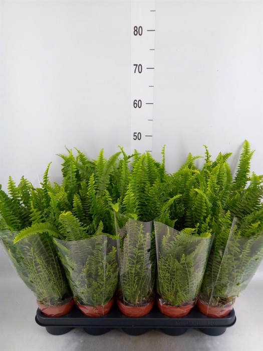 <h4>Nephrolepis exal. 'Green Lady'</h4>
